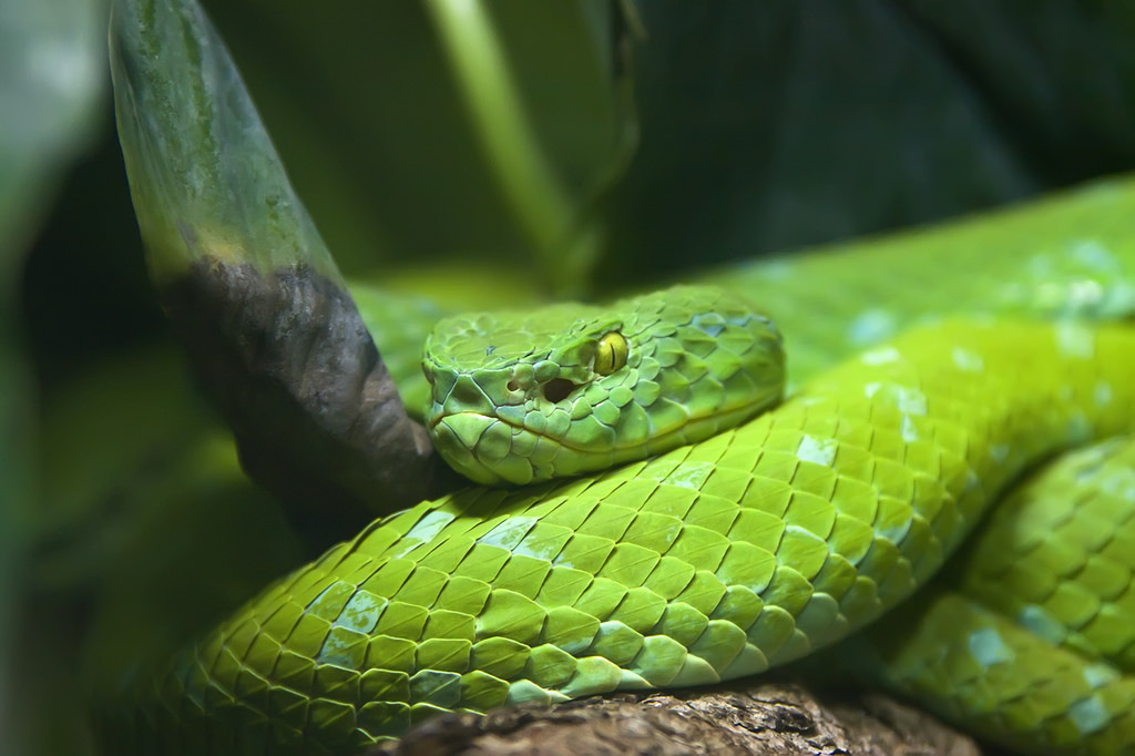 The Deadliest Snakes in the World | DailyForest | Page 57