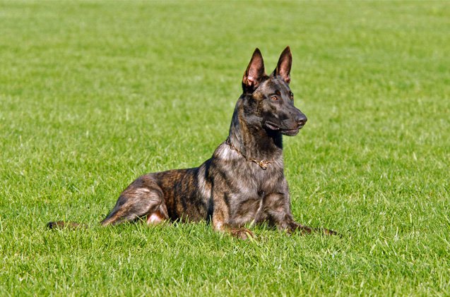 Dutch Shepherd