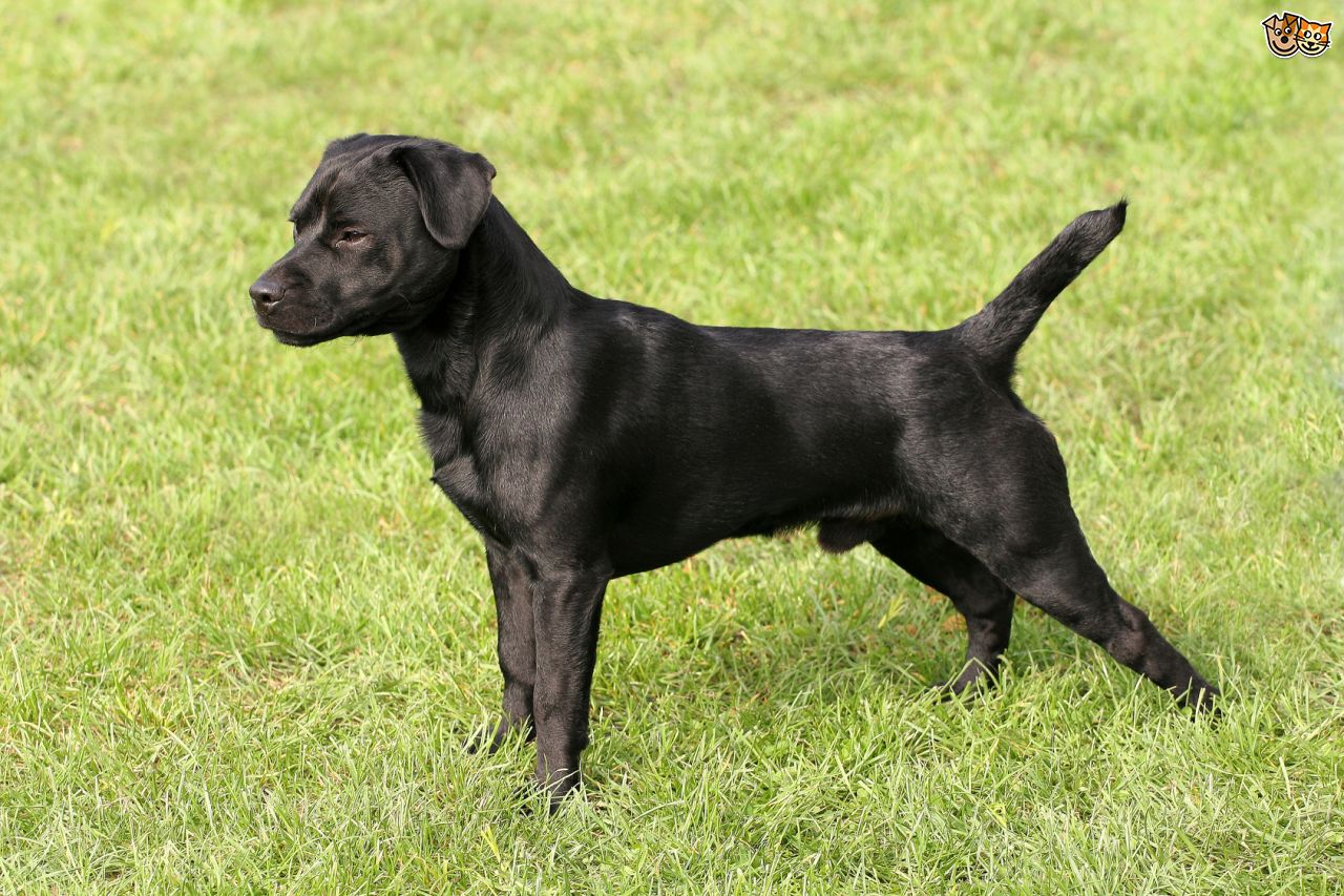 Patterdale Terrier