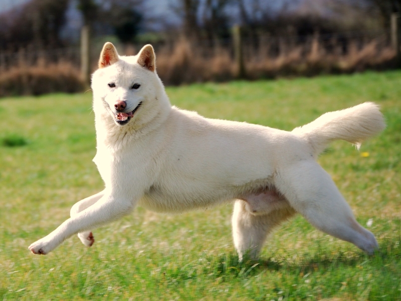 Korean-Jindo