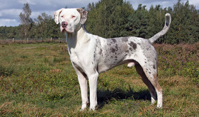 Catahoula Leopard Dog