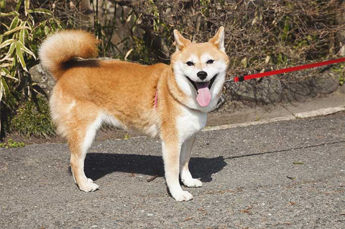 Shiba Inu