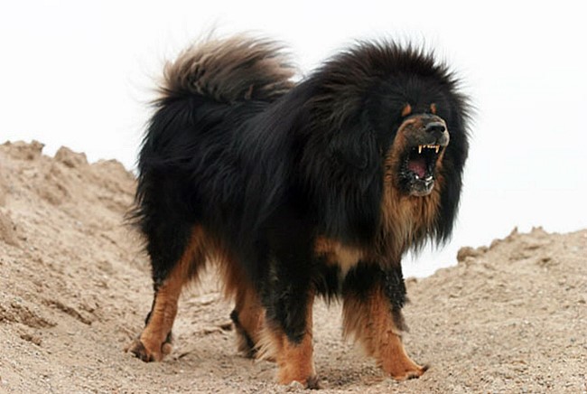 Tibetian Mastiff