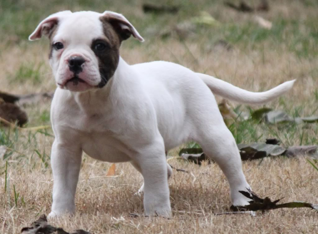 World's Riskiest Dog Breeds to Bring Home | DailyForest ...