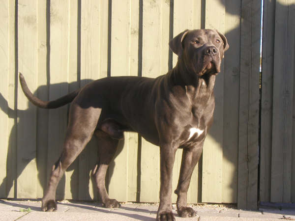 Bandog