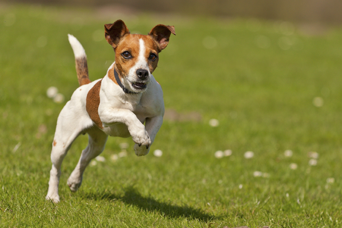 Jack Russel Jumping