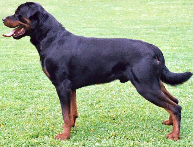 Rottweilers