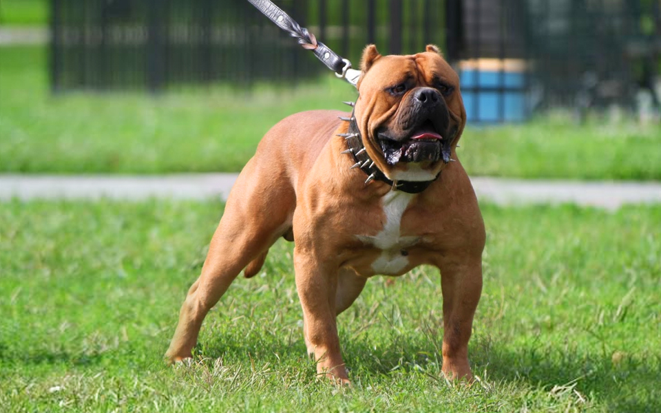 American Bandogge