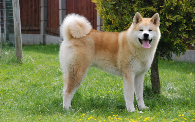 Akita