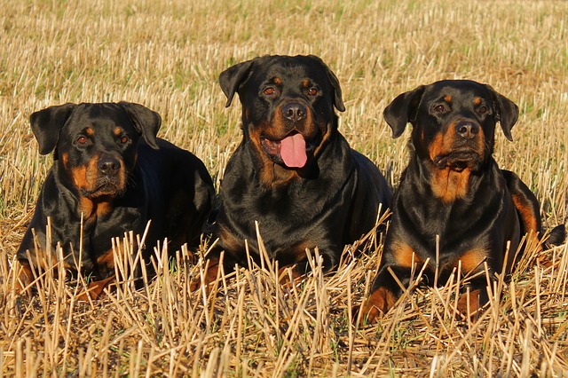 Rottweiler