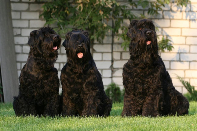 Black Russian Terrier