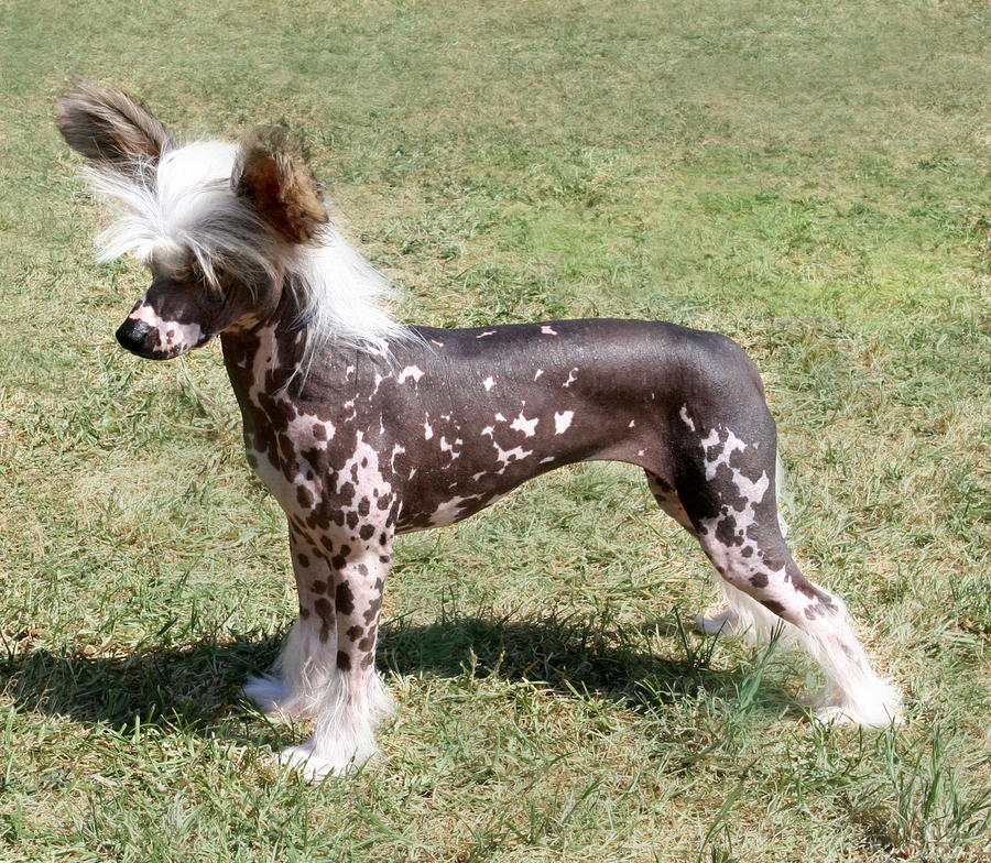 Chinese Crested Hairless