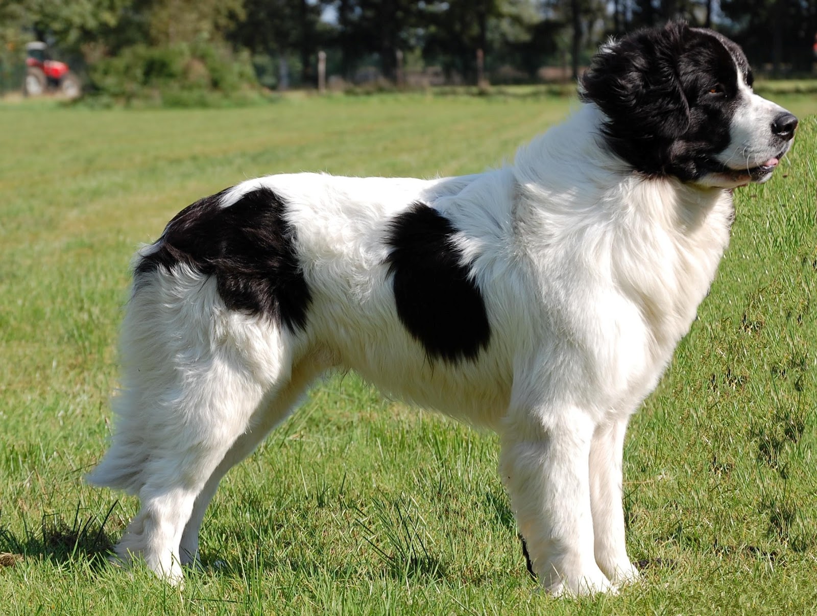 Landseer