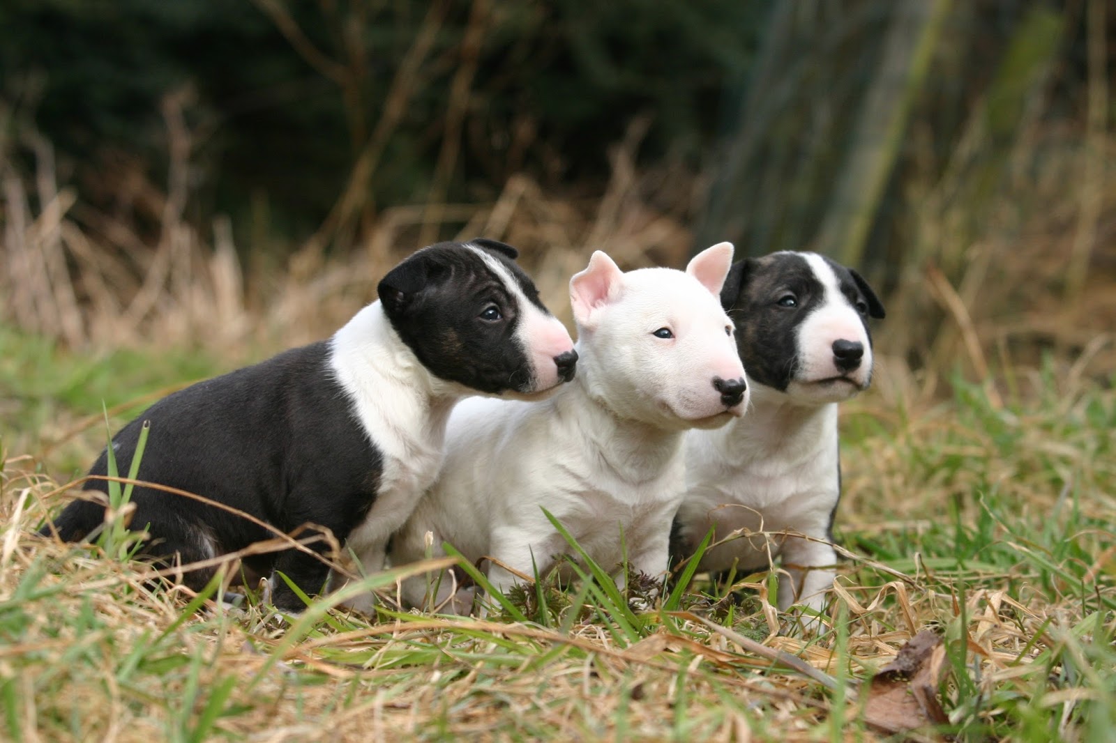 Miniature Bull Terrier