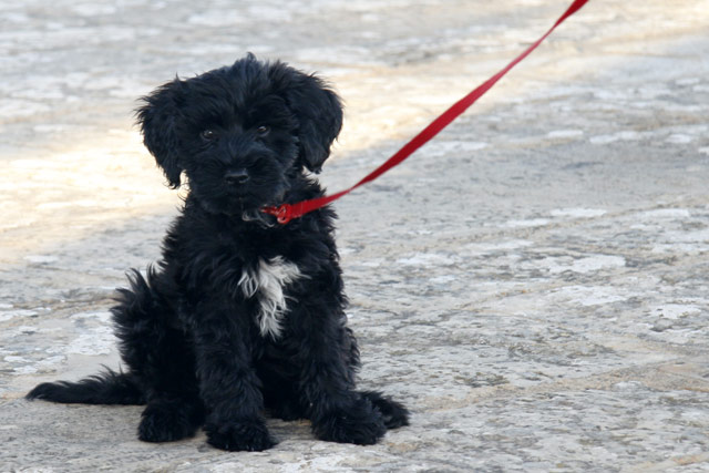 Portuguese Water Dog