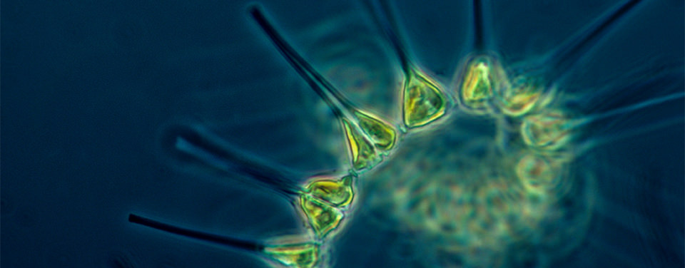 So Phytoplankton, Eh