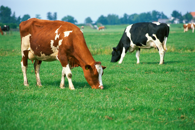 Cows will face directly north or south while eating, always