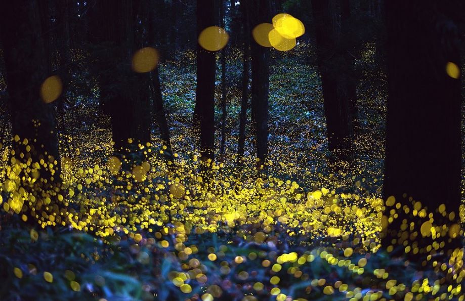 Synchronized Firefly Light