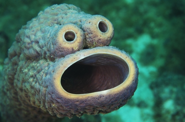 Sea Sponge