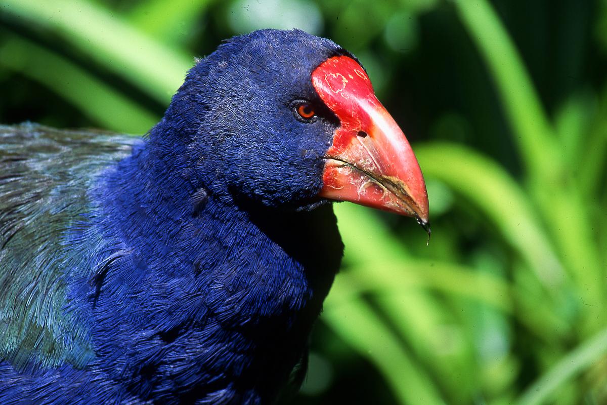 Takahe