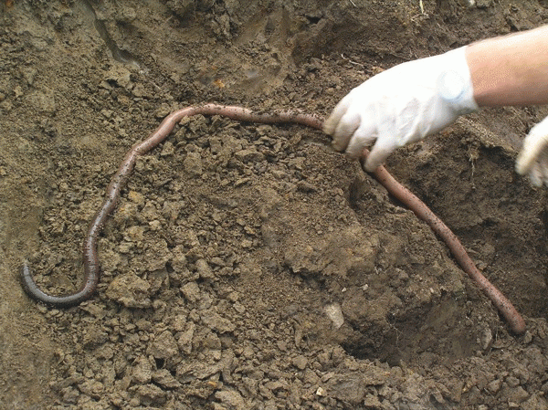download giant earthworm for sale