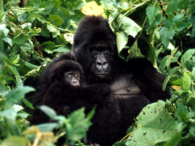 Mountain Gorilla (Gorilla Beringei Beringei); Rwanda