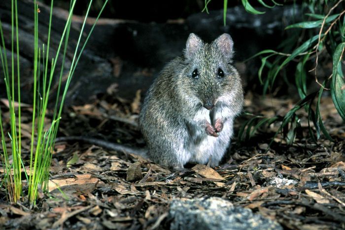 Gilberts Potoroo