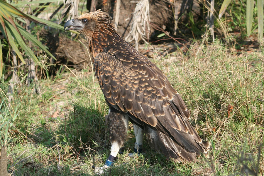 Madagascar Serpent Eagles