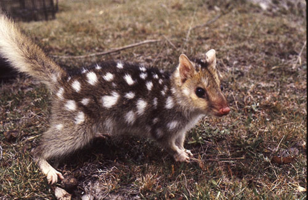 Eastern Quoll