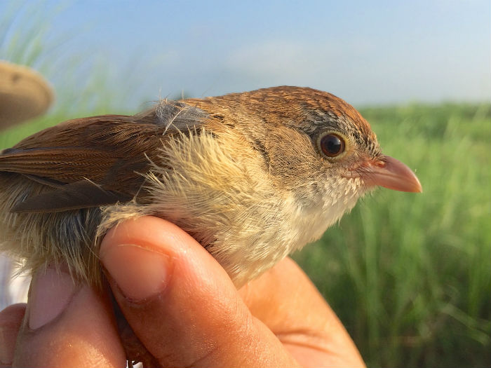 Myanmar's Jerdon's Babbler