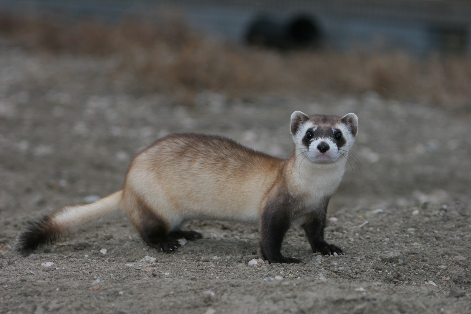 Black Footed Ferret