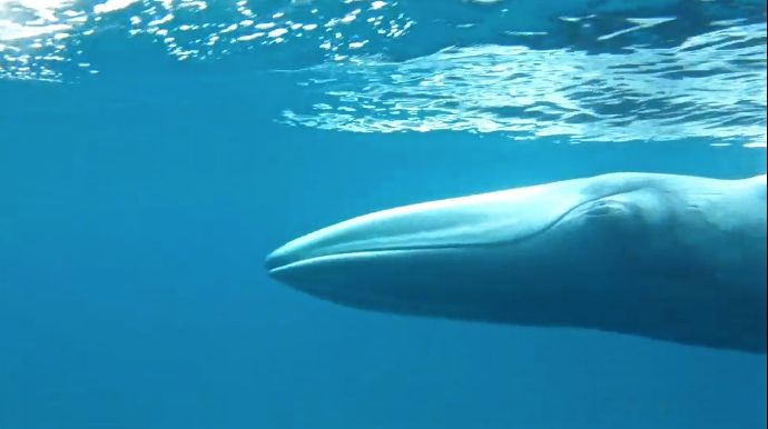 Omura's Whale