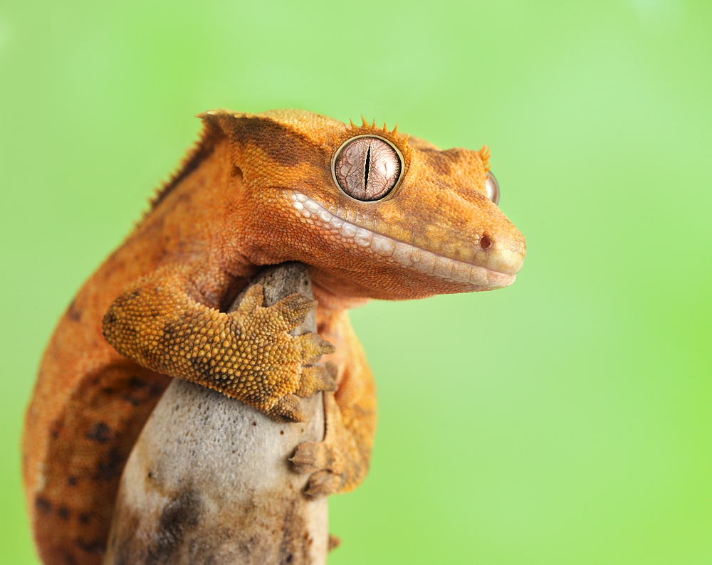 Crested Gecko