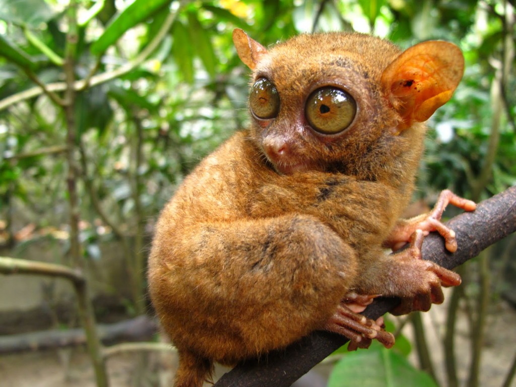 Pygmy Tarsier