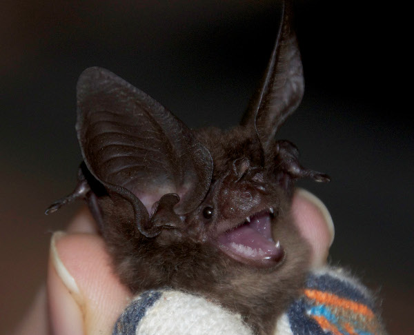 New Guinea Big Eared Bat