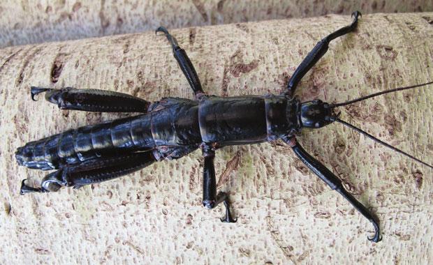 The Lord Howe Stick Insect