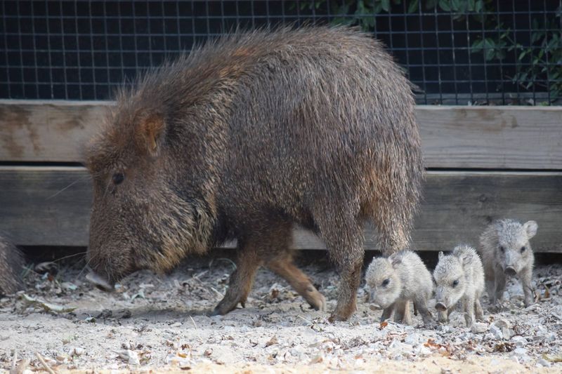 Chacoan Peccary