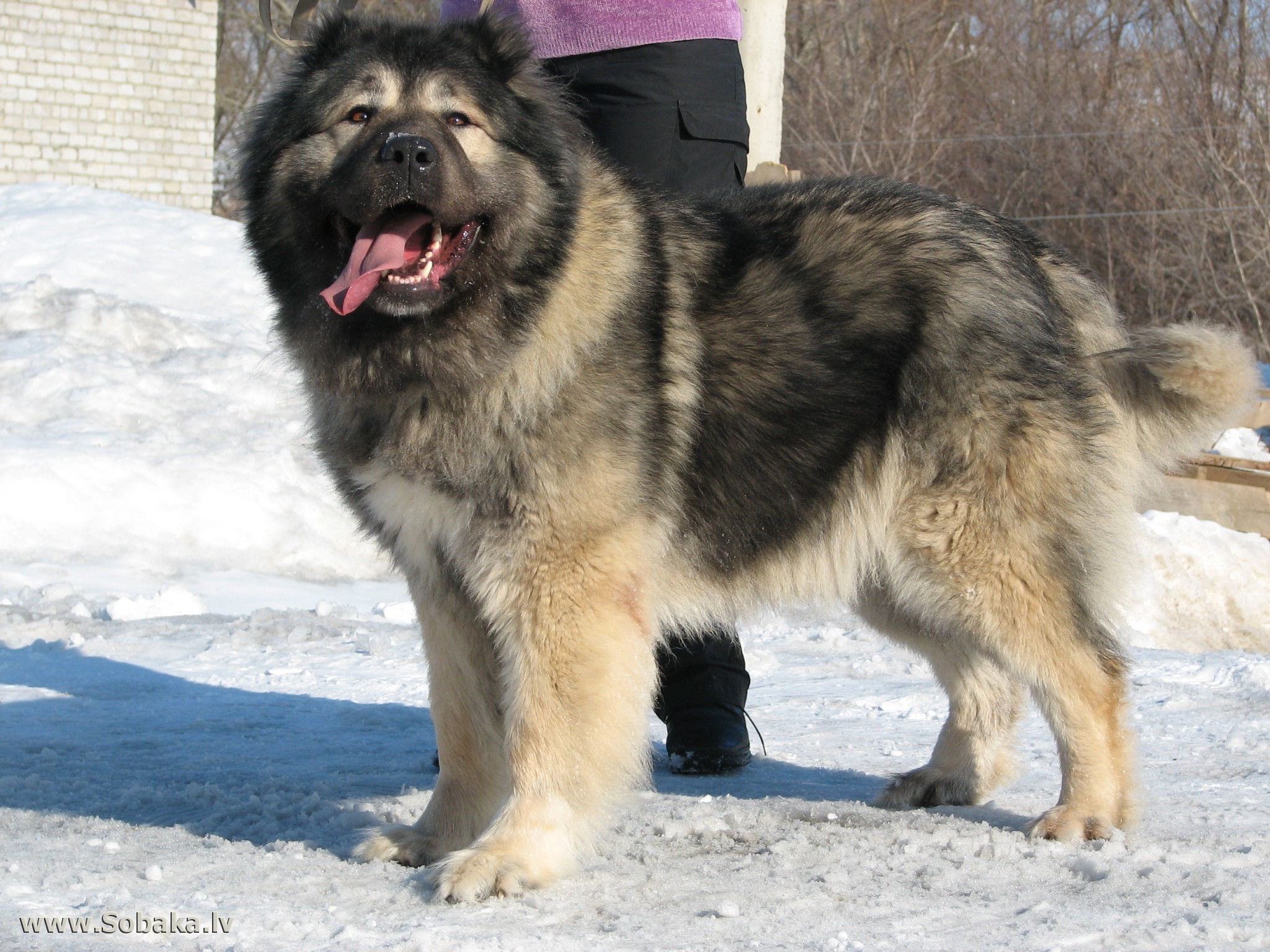 19 World S Largest Dog Breeds You Wish You Owned DailyForest Page 19   Caucasian Shepherd Dog 