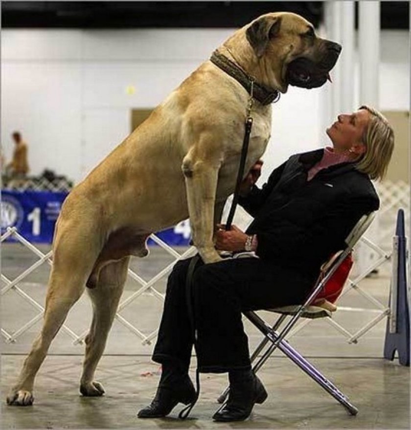 English Mastiff