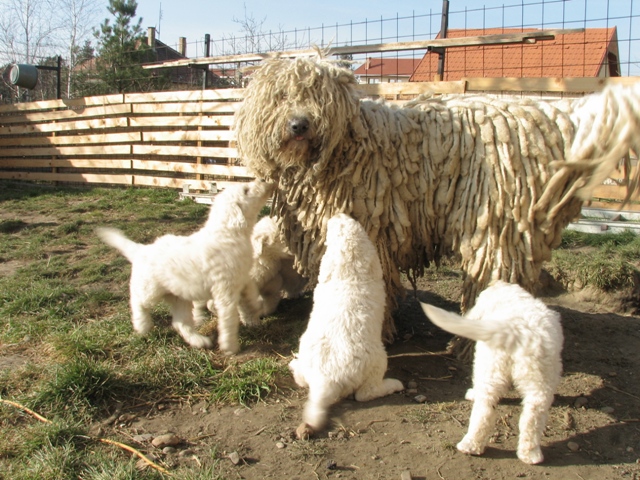 Komondor