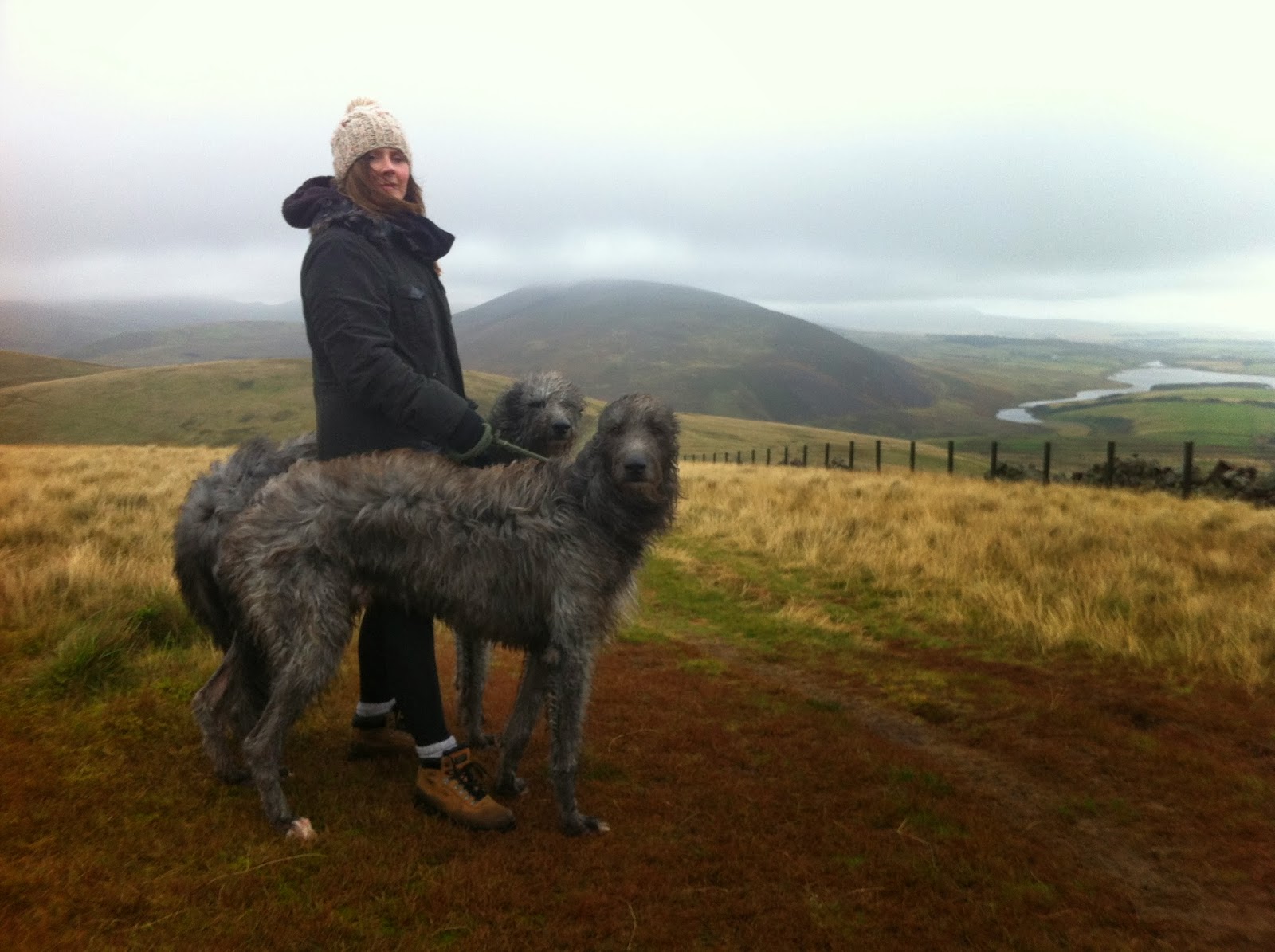 Scottish Deerhound