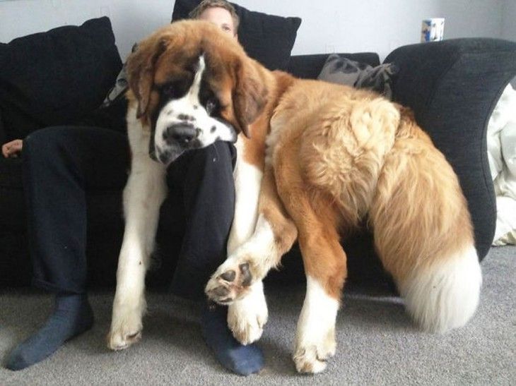 St Bernard