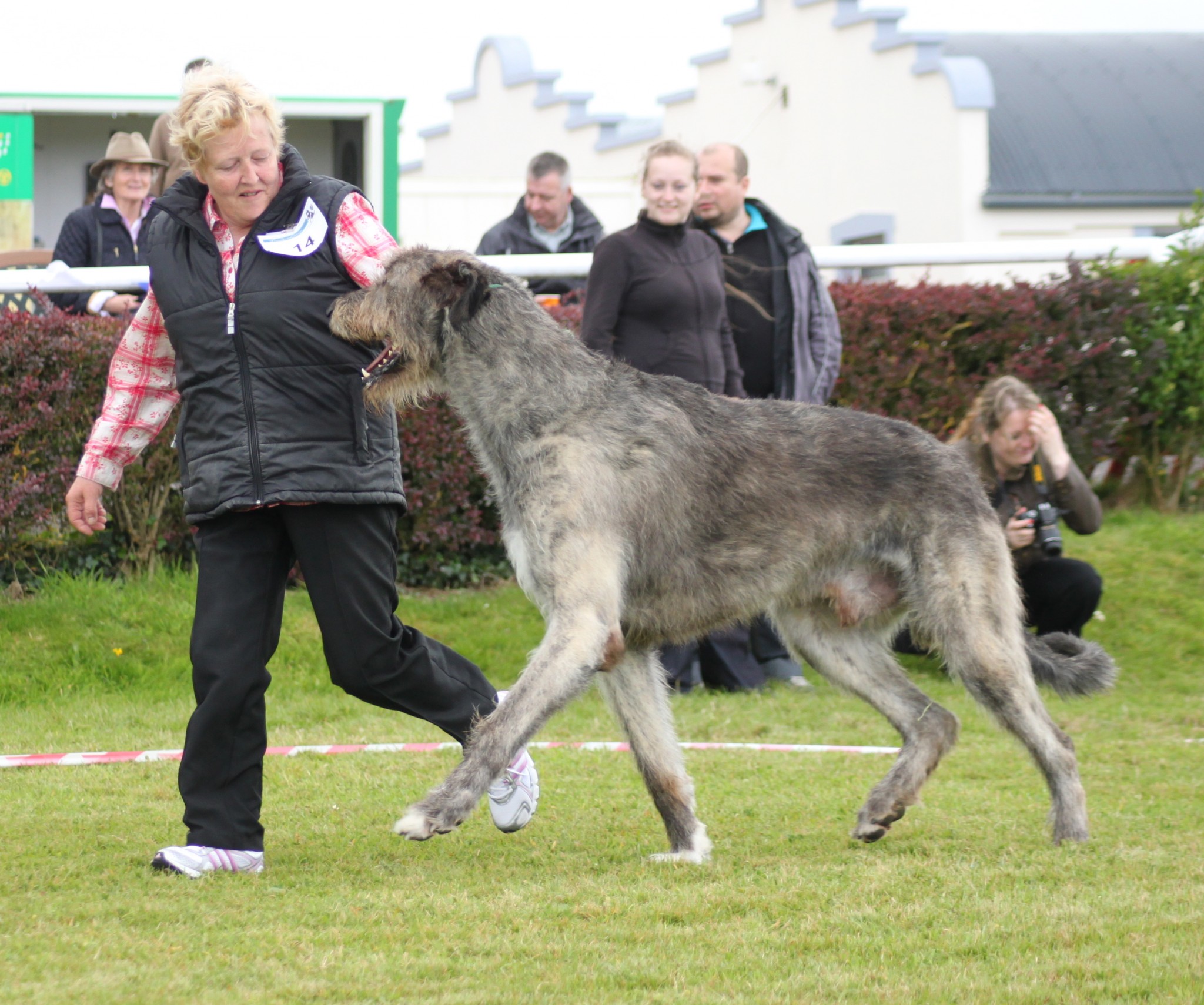 The Irish Wolfhound