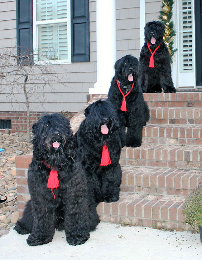 Russian Black Terrier