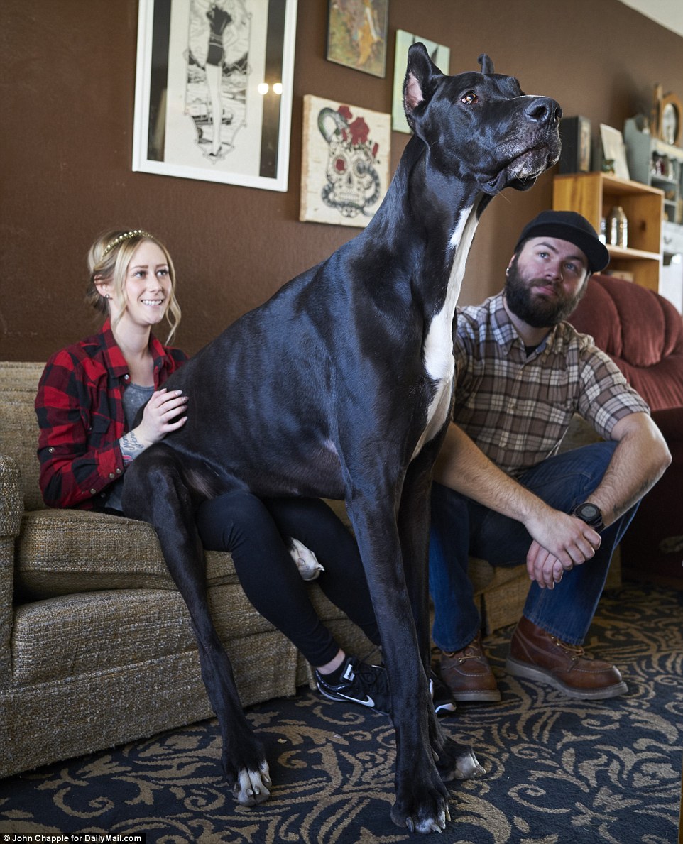 Great Dane