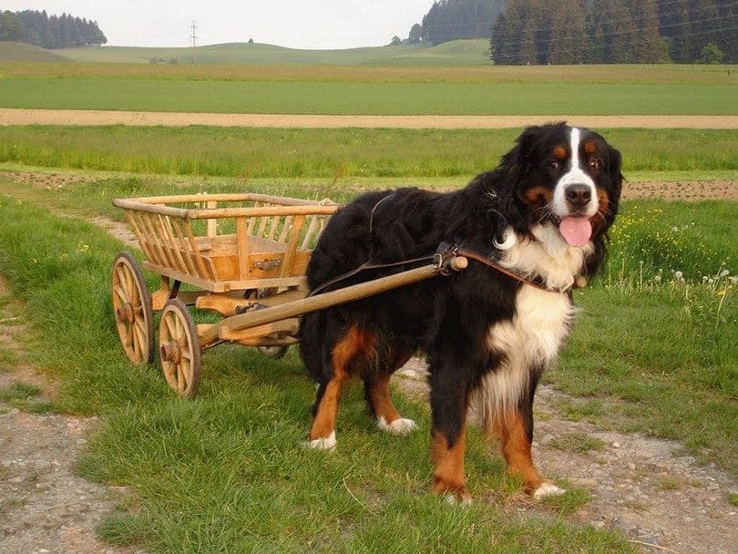 Bernese Mountain Dog