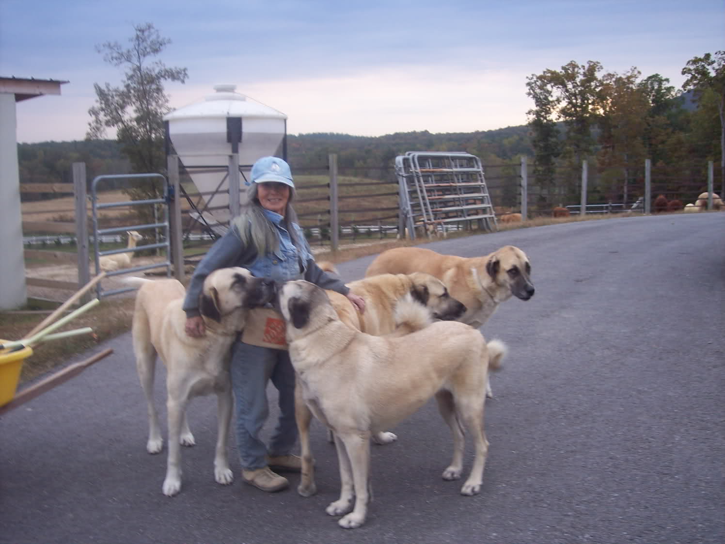 Anatolian Shepherd