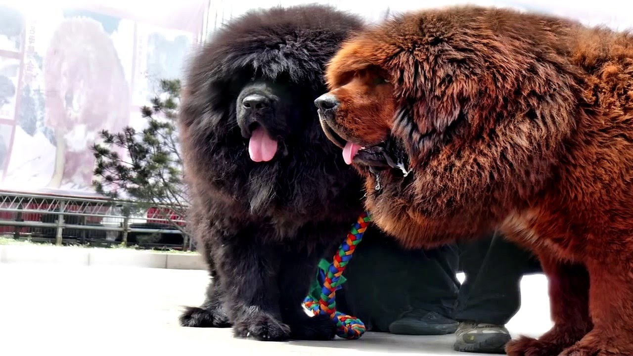 Tibetan Mastiff