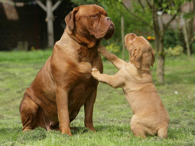 Dogue De Bordeaux