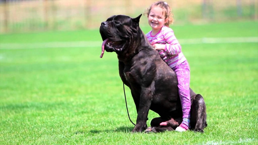 19 World’s Largest Dog Breeds You Wish You Owned DailyForest Page 14